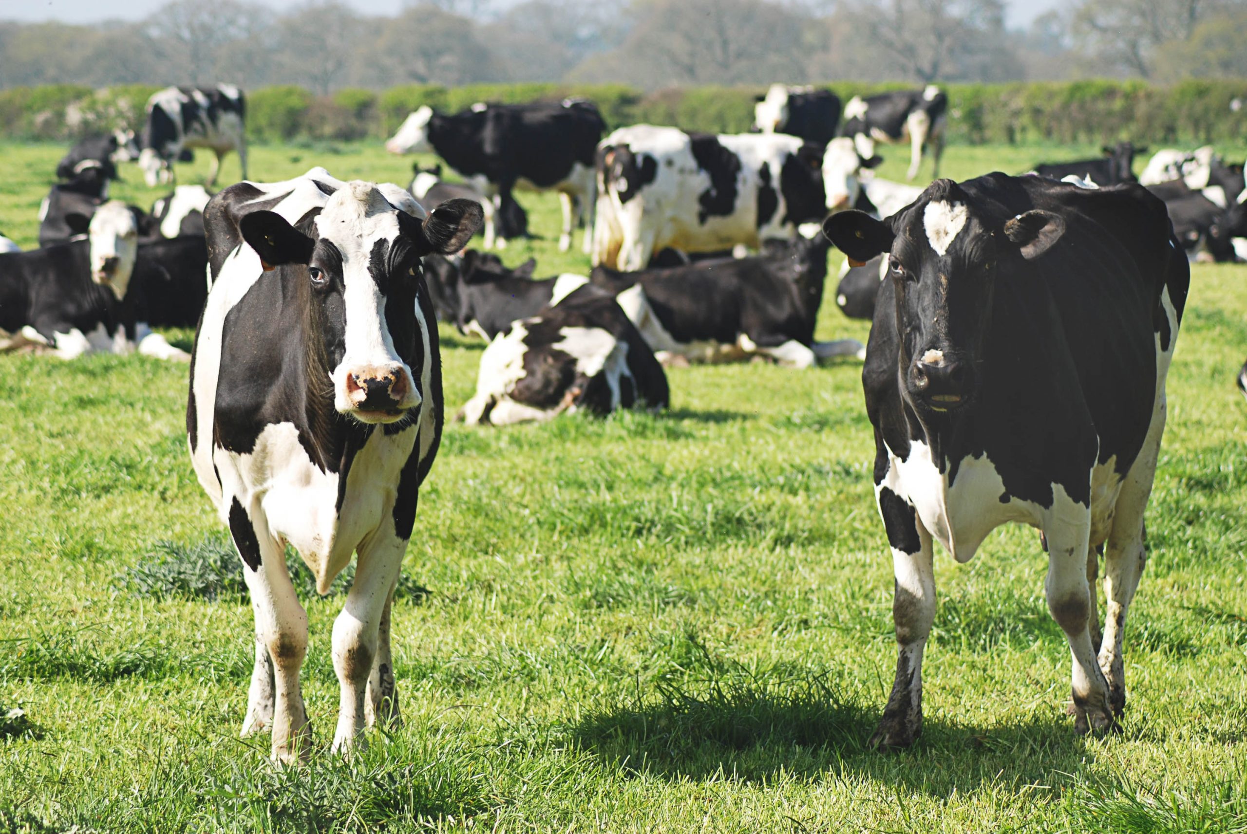 Alimentos para animales