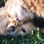 Animal Feed & Pet Food
